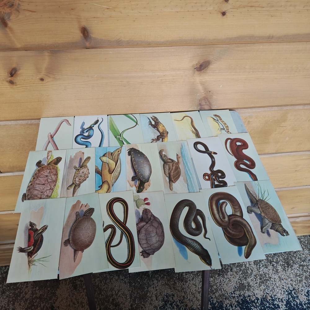1962 McGraw Hill Teach-Me About Reptiles Flash Cards 48 Color Cards ZC3 - Picture 3 of 5